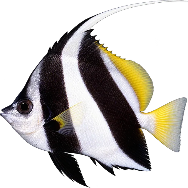 Mariposa Heniochus, Heniochus acuminatus