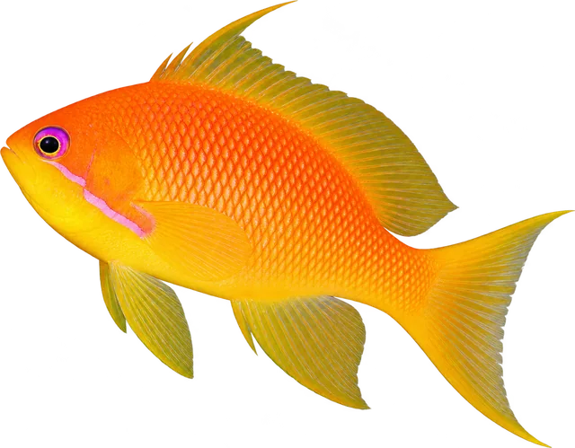 Lyretail Anthias, Pseudanthias squamipinnis