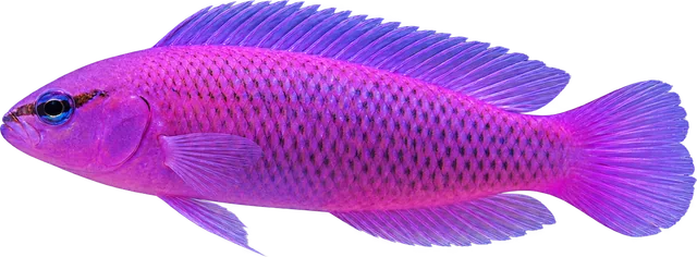 Orchid Dottyback, Pseudochromis fridmani