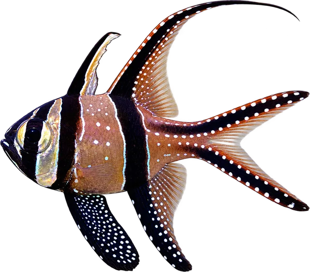 Banggai Cardinal, Pterapogon kauderni