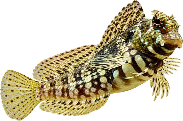 Lawnmower Blenny, Salarias fasciatus