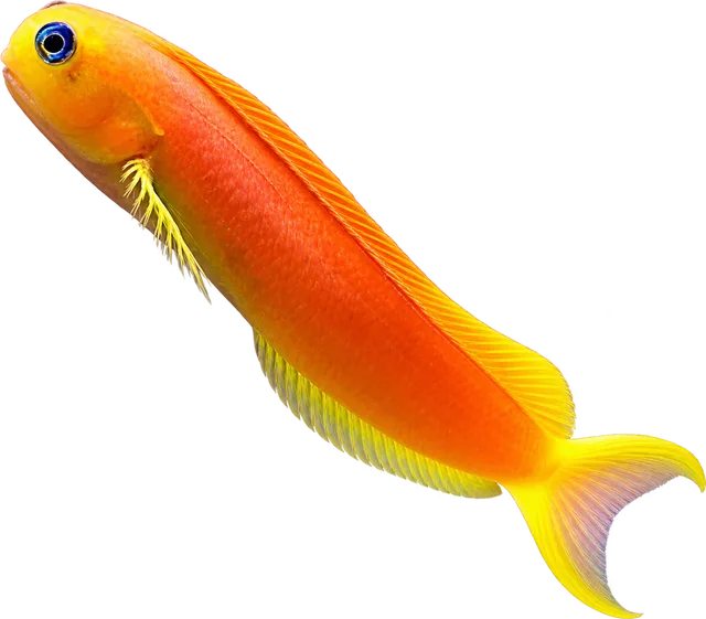 Midas Blenny, Ecsenius midas
