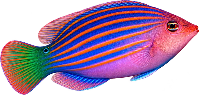 Six Line Wrasse, Pseudocheilinus hexataenia