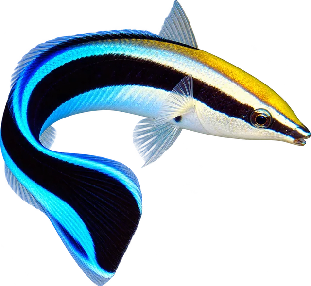 Cleaner Wrasse, Labroides dimidiatus