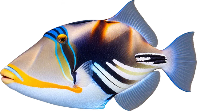 Picasso Triggerfish, Rhinecanthus aculeatus