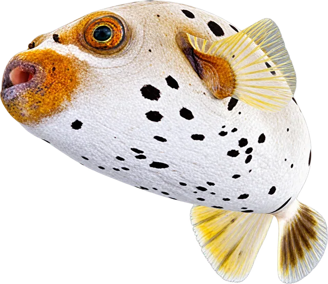 Dogface Puffer, Arothron nigropunctatus