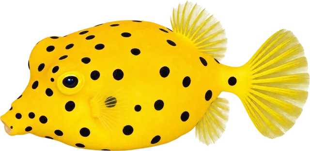 Yellow Boxfish, Ostracion cubicum