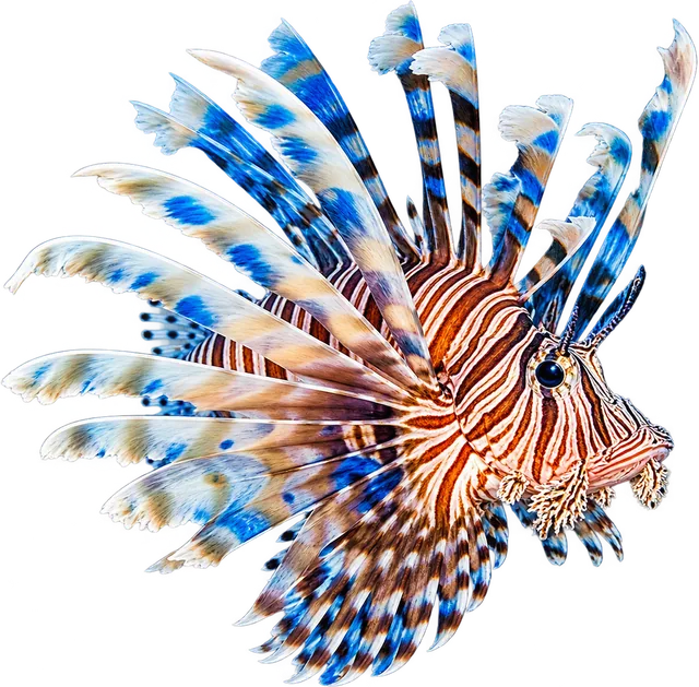 Volitan Lionfish, Pterois volitans