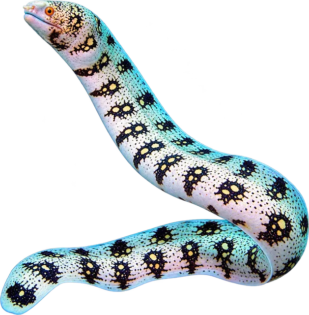 Snowflake Moray, Echidna nebulosa