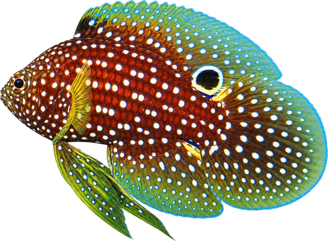 Marine Betta, Calloplesiops altivelis